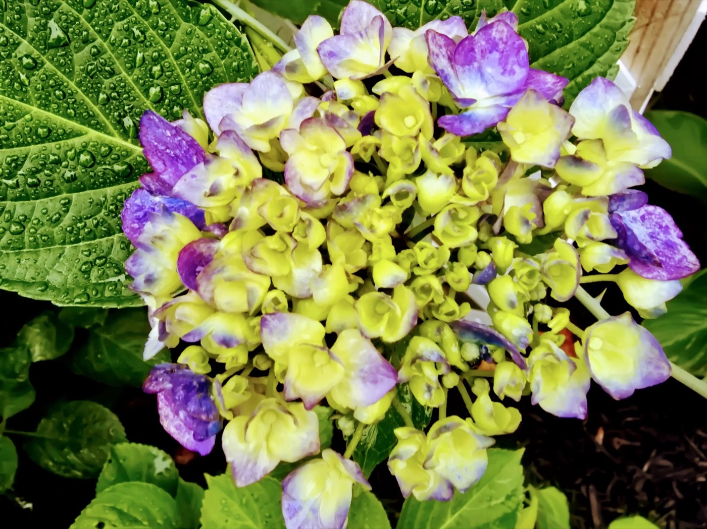 A close-up photograph of a purple-and-yellow hydrangea bloom dotted with raindrops.