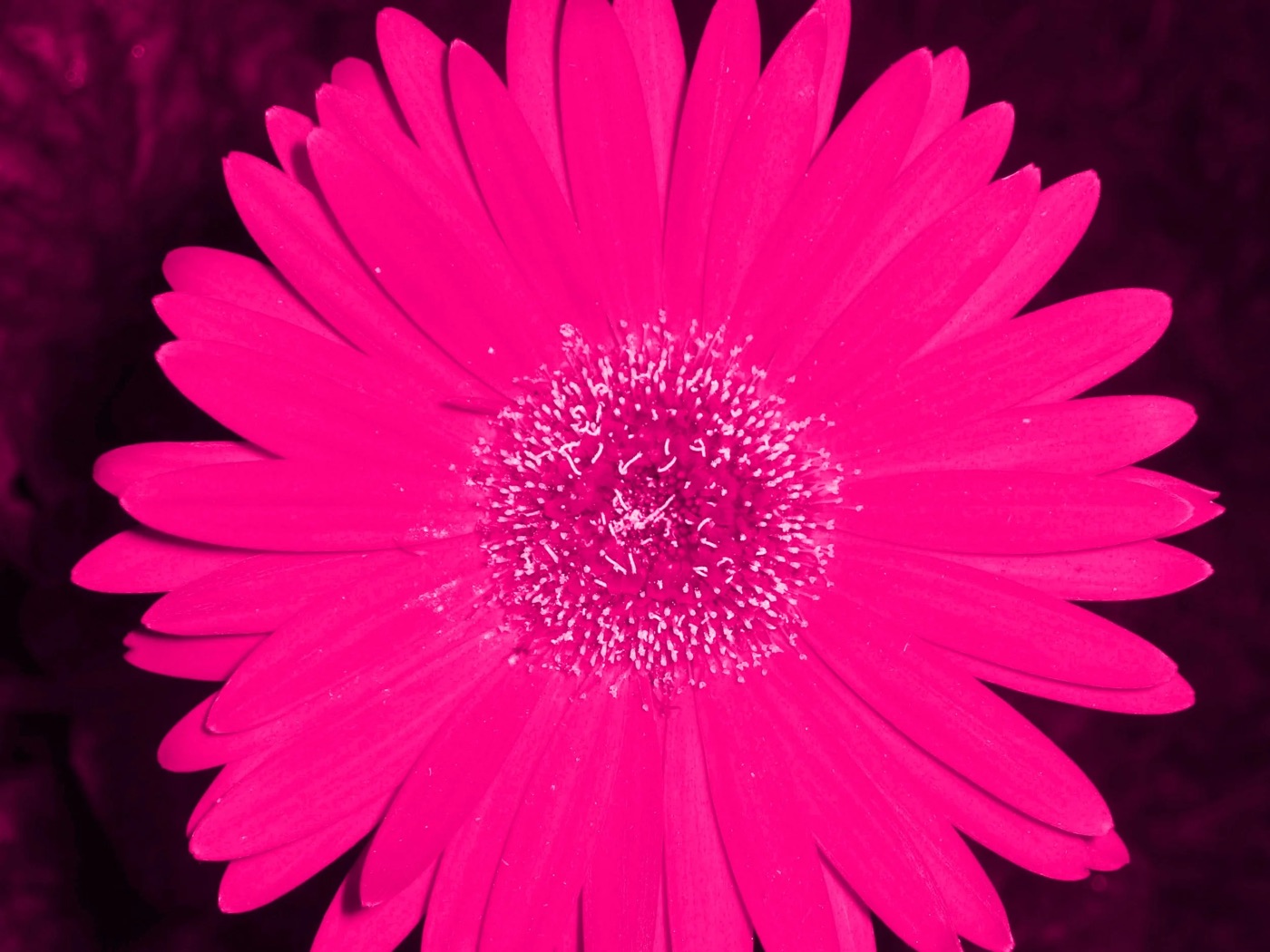 A close-up photograph of a vivid hot-pink gerbera daisy.